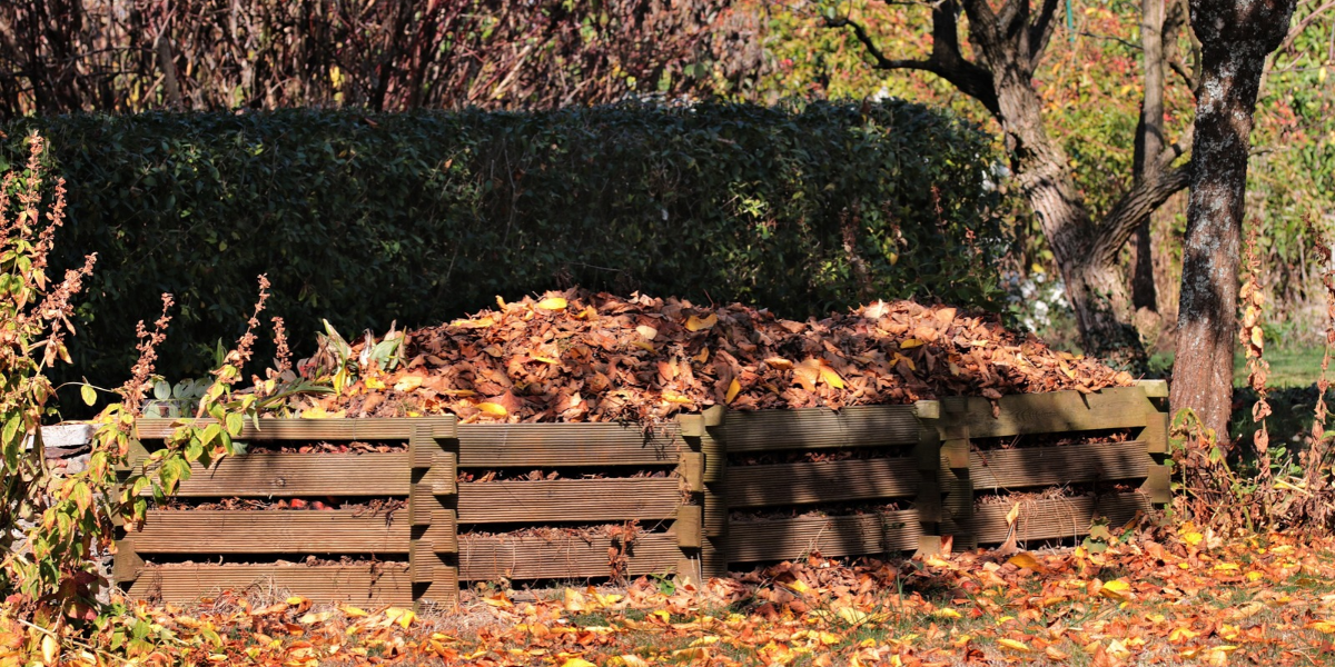 Rotted leaves